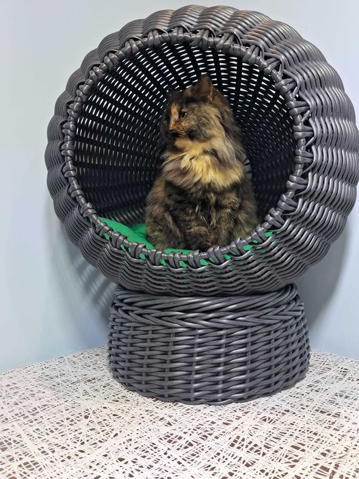 Місце, де живуть найсолодші котячі сни