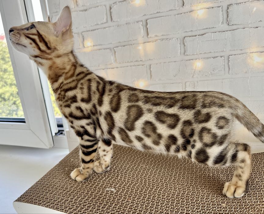 Бенгальский котенок. Девочка.