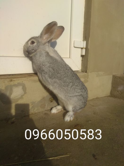 Кролики Термонці та Полтавське срібло