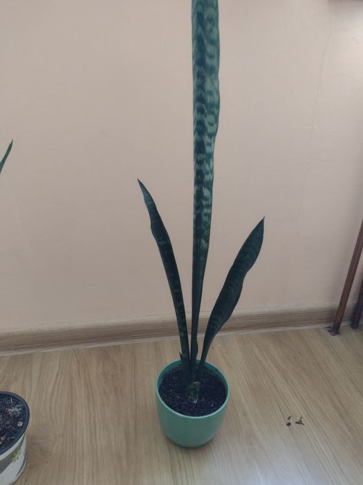 Sansewieria wysoka