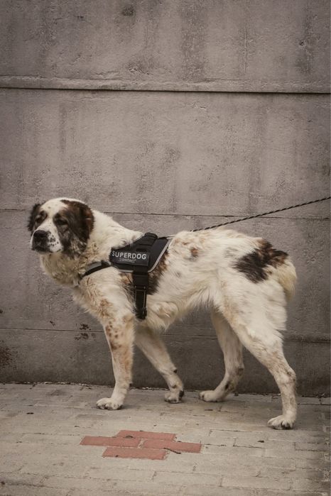 Diva/Luna szuka domu PILNE
