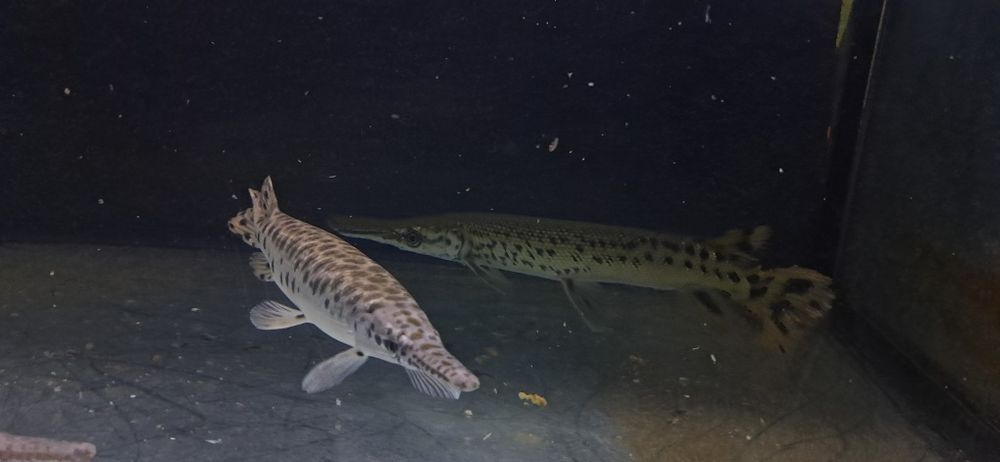 Vendo 2 especies de peixe gar