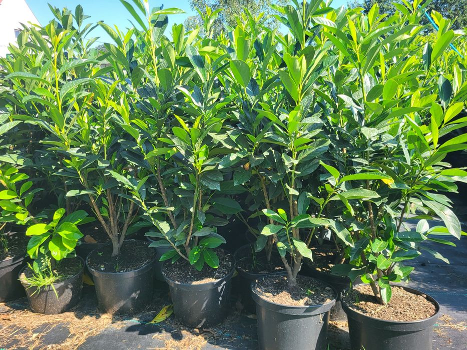 Katalpa, Katalpy, Surmia, Drzewka ozdobne PROMOCJA