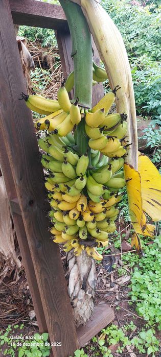 Bananeiras da Madeira