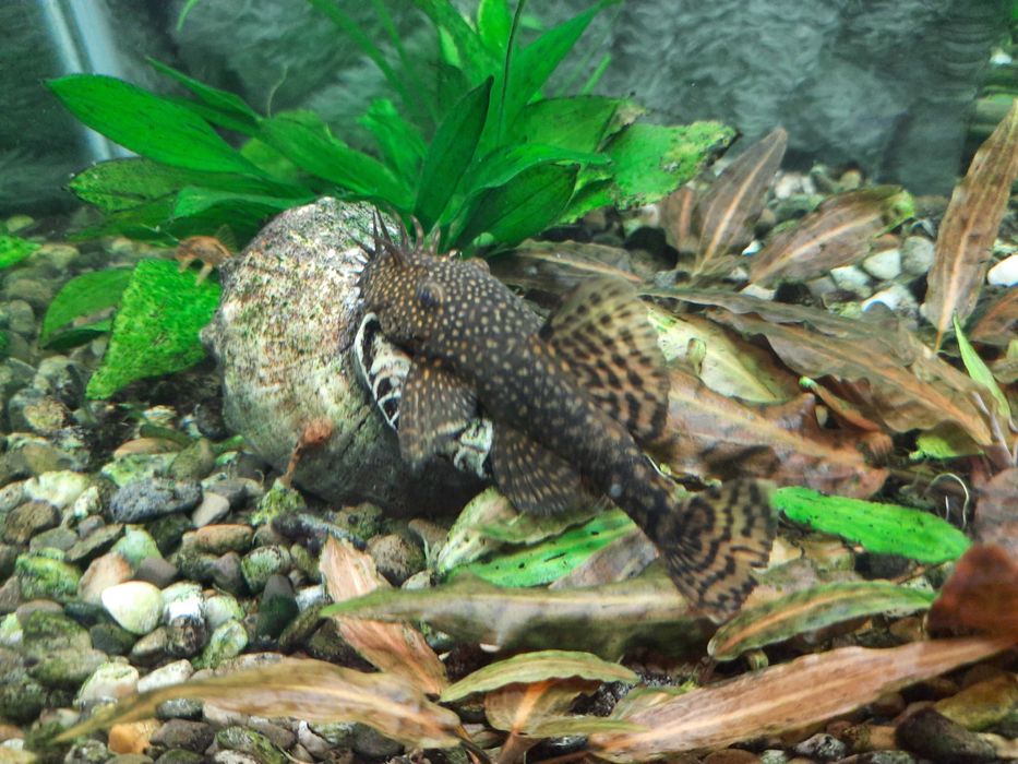 Анцитрус чистильщик и Гуппи