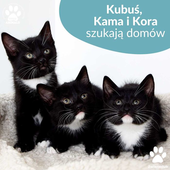 Małe kotki do adopcji! Poznajcię Kubusia, Kamę i Korę!