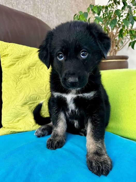 Szczeniak do adopcji - malutki Szalik!