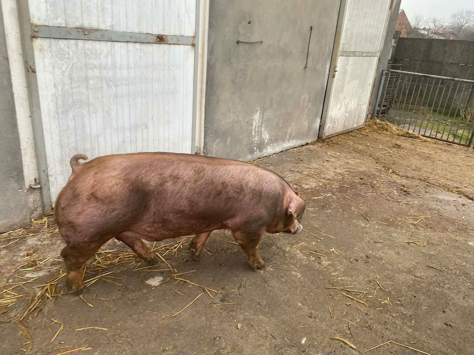 Knurki rasy Pietrain x Duroc