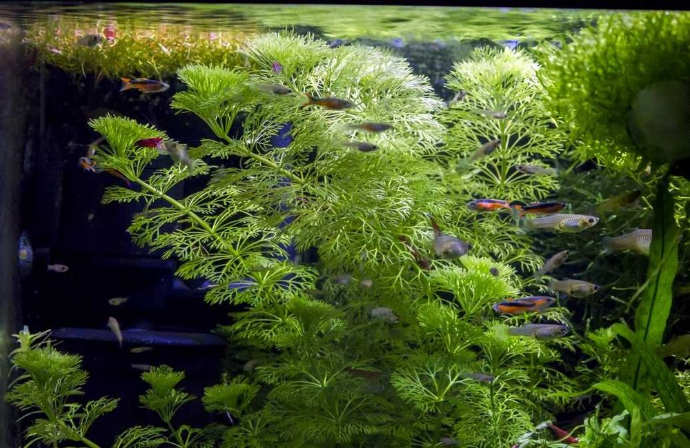 Piękna pierzasta Limnophila sessiliflora łatwa roślina na start