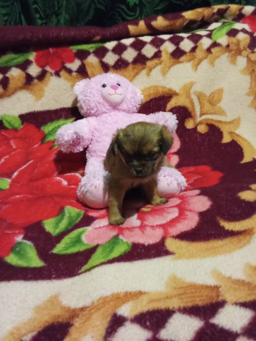 .Продається собачки