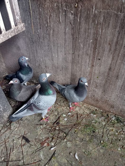 Pombos Correios em Braga