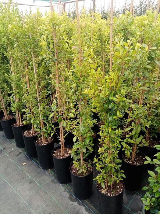 Eugénias Myrtifolia