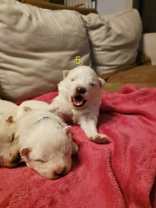 Samoyed szczeniak, pies,suka,FCI,ZKwP, rasowy,rodowód