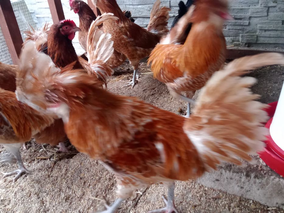 Czubatki wielbłondzie