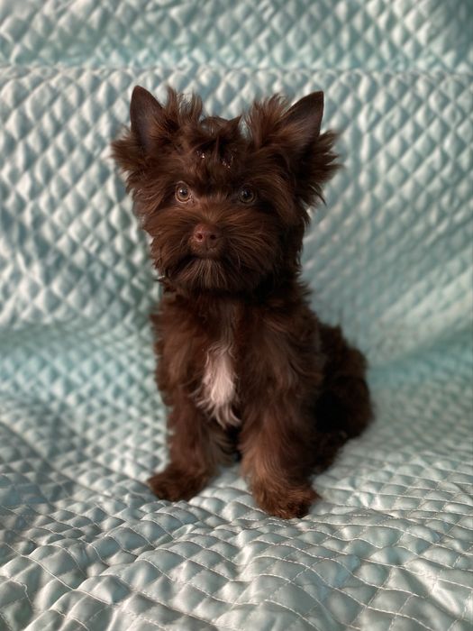 Йорк шоколадний хлопчик