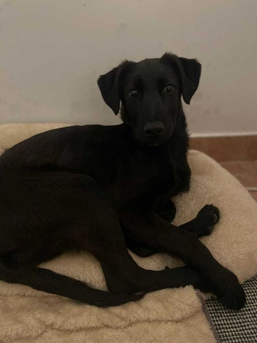 Bambi - Jovem para Adopção