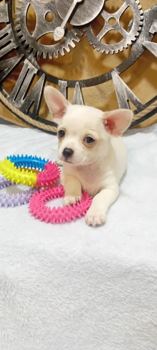 Chihuahua Piesek
