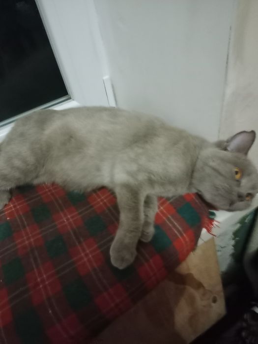 Котик британец кастрированный в добрые руки