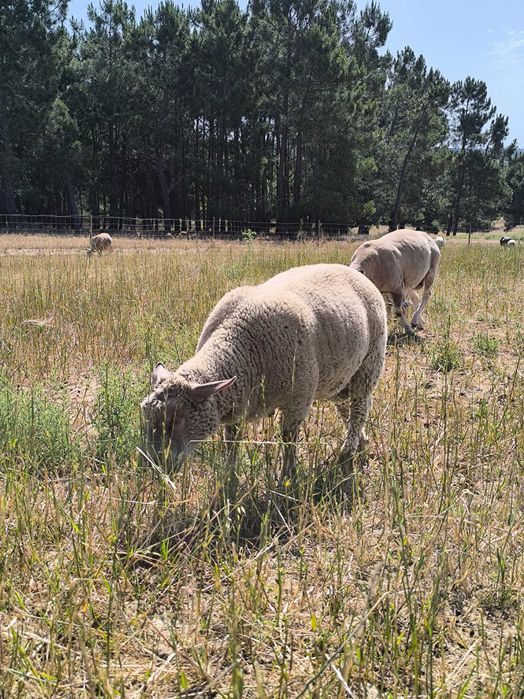 Borregos charroles*texel*merinos