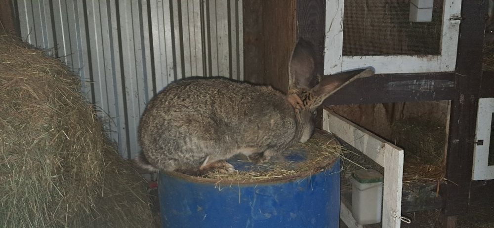 Olbrzym belgijski Samiec