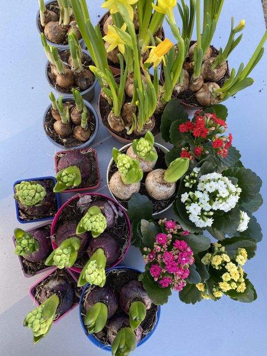 Опт та роздріб Гіацинт , нарцис , каланхое