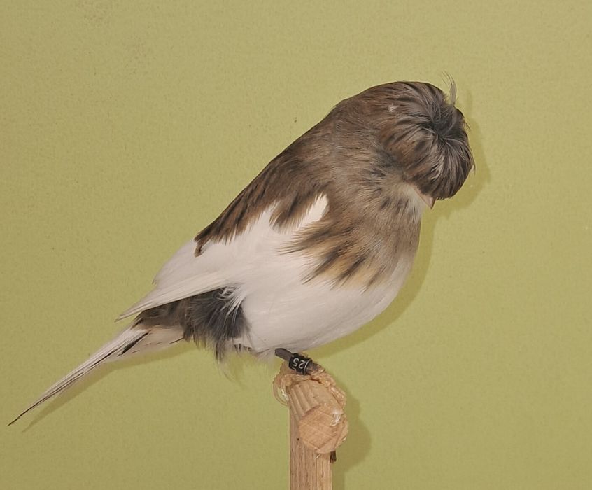 Kanarek gloster kanarki glostery samica szafirowa 2025 RS