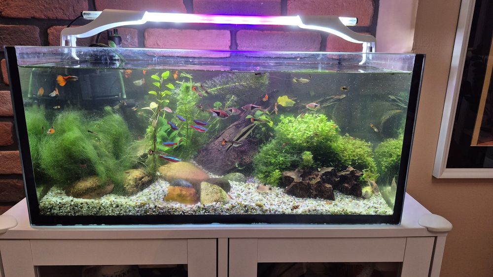 Kompletne akwarium 60L wraz z rybkami i sprzętem