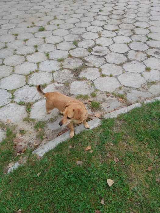 Piesek do oddania