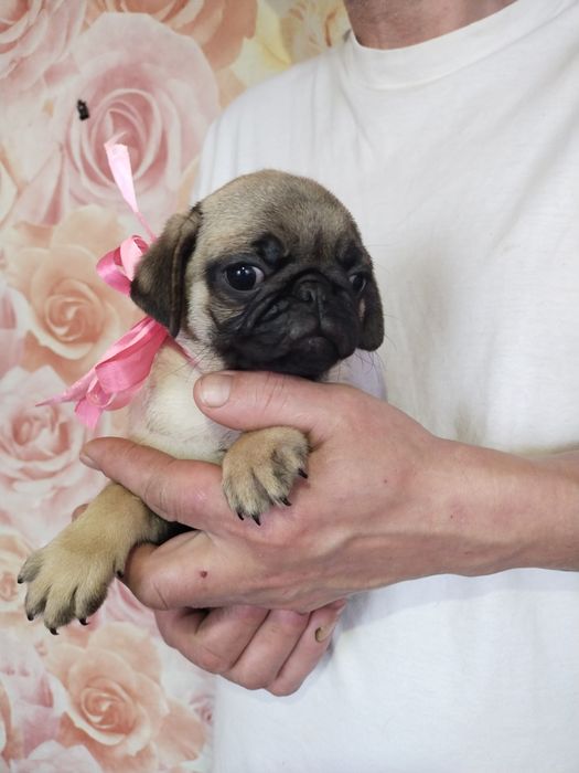 Шикарная девчонка с документами клуба УКФ