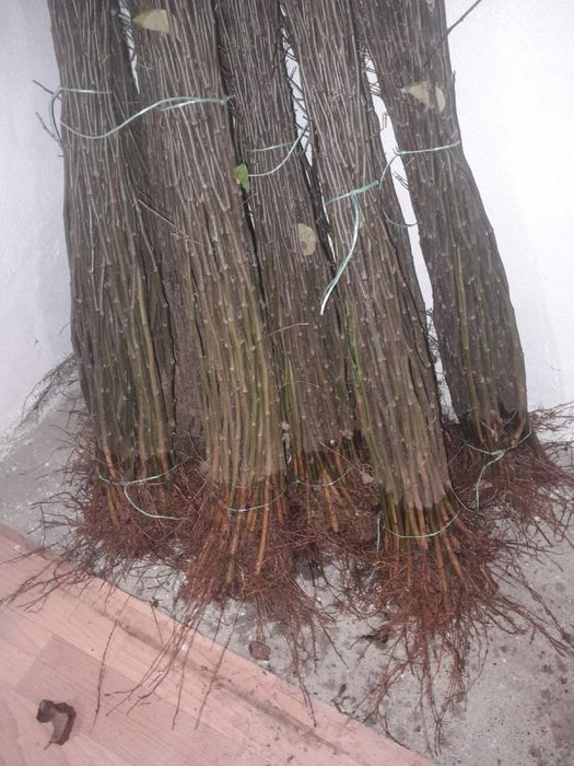 Підщепа «айва ЕМН», best 3 - для персика, «Колт» - на окулювання