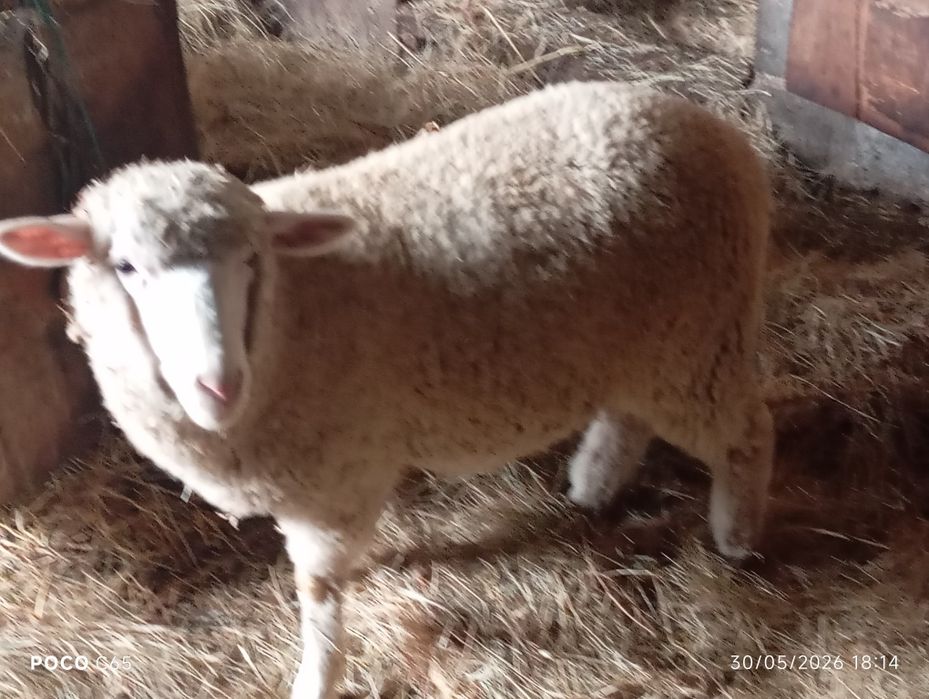 Vendo borrega churra