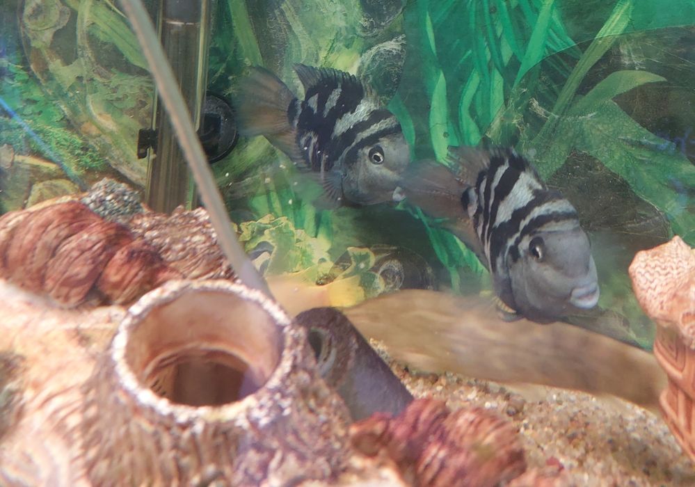 Папуга блакитний тигр