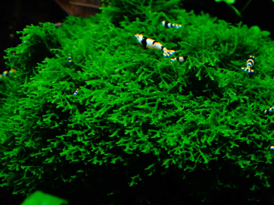 Mech Mini Pelia Riccardia Chamedryfolia Wątrobowiec