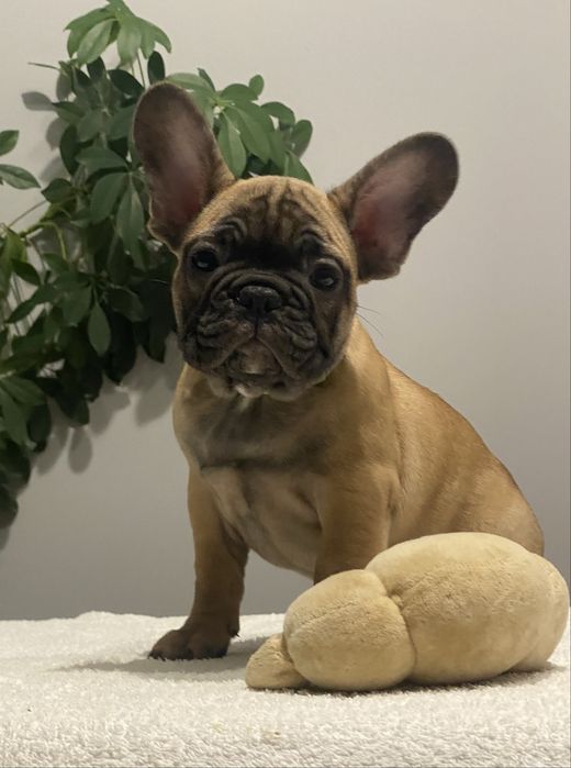 Харизматичний хлопчик