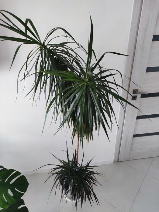 Dracena w donicy