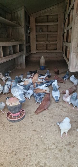 Gołębie stawaki polskie garlacze górnośląskie rysie texanery texaner