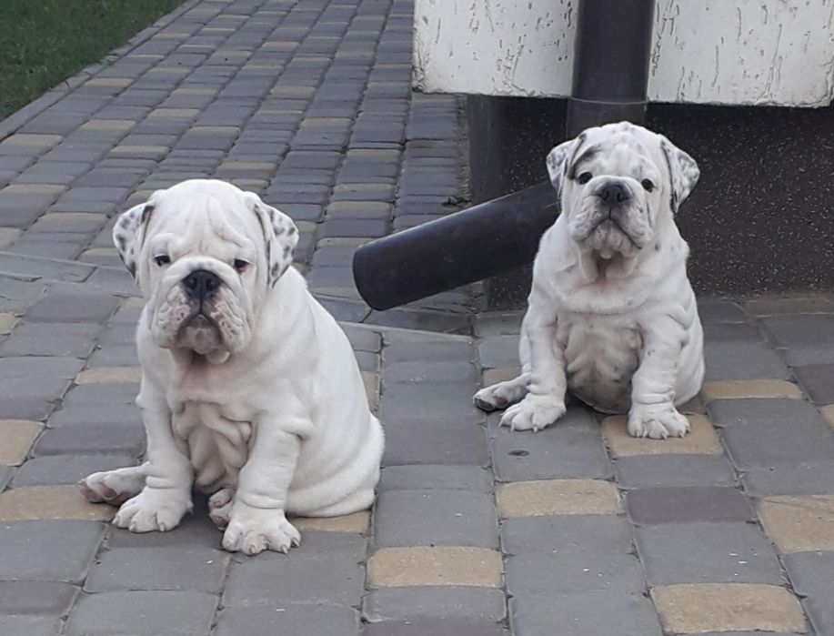 Англiйський бульдог