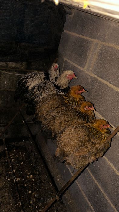 Brahmas 2 Galos Dark e 2 femias Perdiz