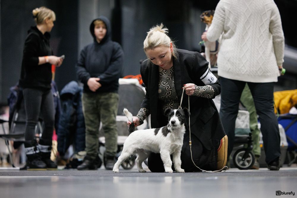 Jack Russell Terrier ZKwP piesek szorstkowłosy