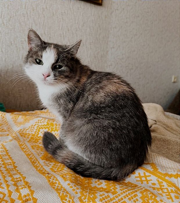 отдам_ кошки_ котята_ Софи