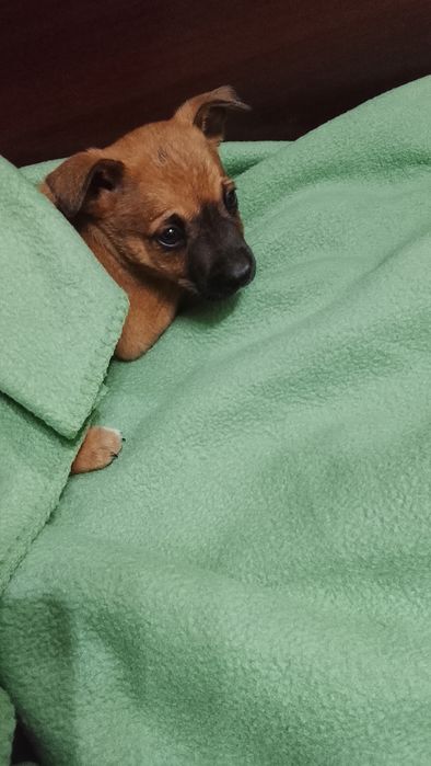 Cãozinho para adoção