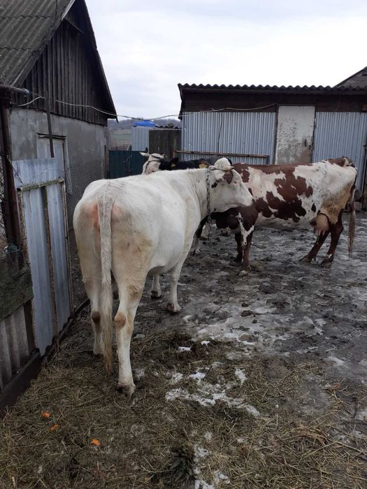Корова  тільна продам