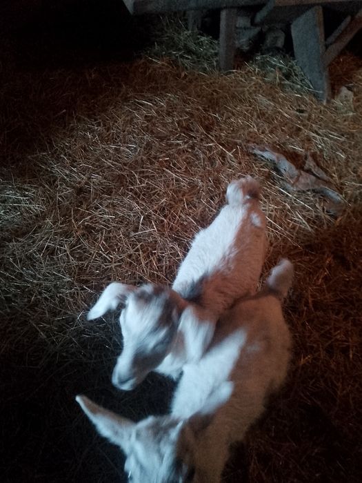 Козинята місяць ще п'ють молоко вже посуця їдять сіно  козлики від