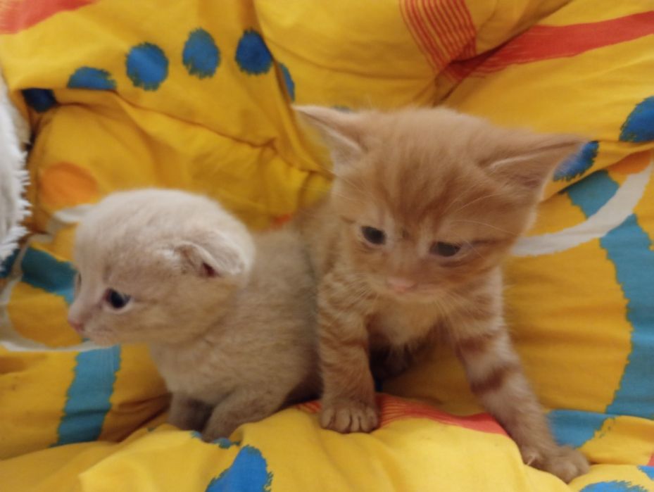 Вислоухе Кошеня персиковий