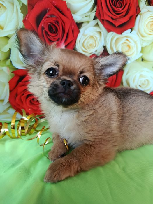 Він супер Чихуахуа!!!