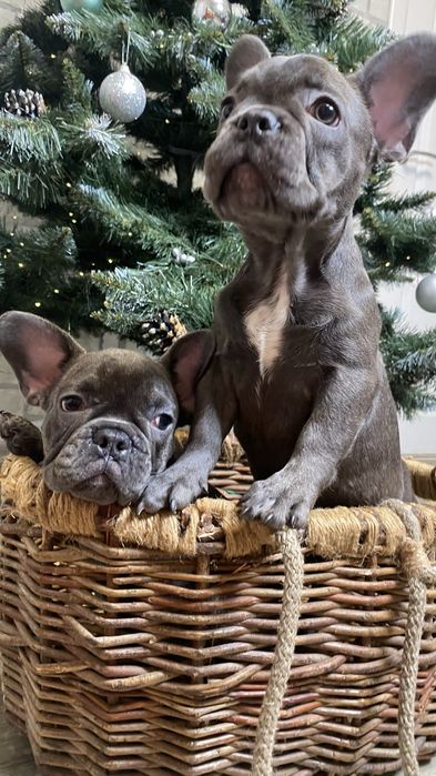 Французский будьдог