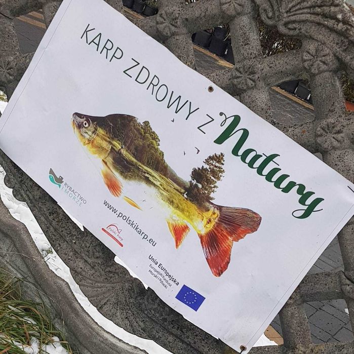 Sprzedaż żywej ryby - karp, amur, pstrąg, jesiotr, sum, szczupak