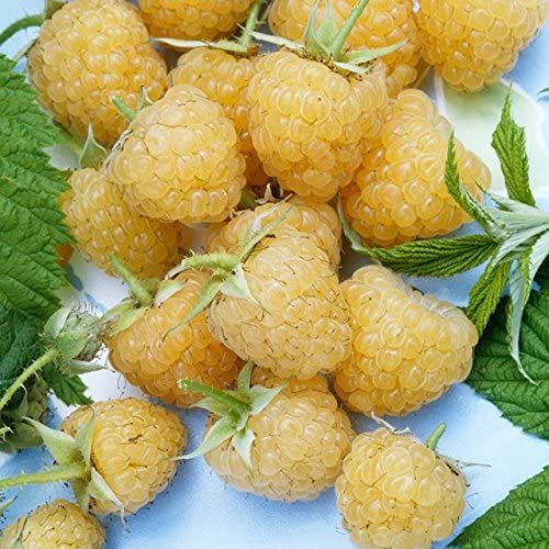 Framboesas Douradas - DELICIOSAS Planta De coleção Apenas envios