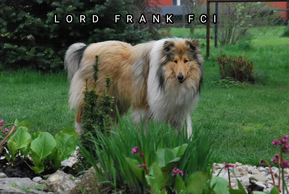 Owczarek szkocki collie ZKwP FCI