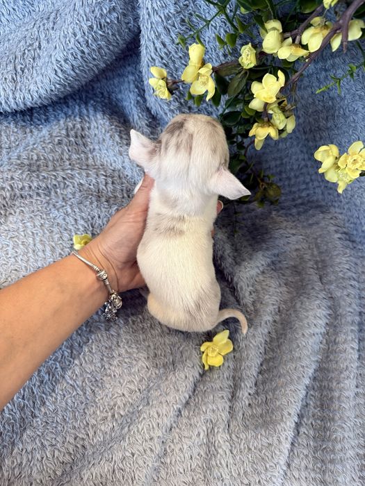 Excecional super mini menina  Chihuahua/Chiuaua ,Qualidade